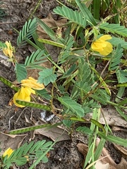 Chamaecrista fasciculata