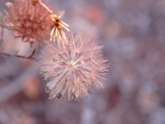 Lessingia pectinata pectinata