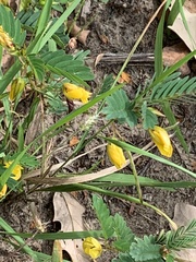 Chamaecrista fasciculata