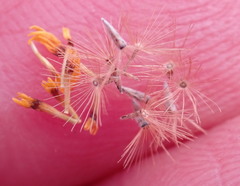 Lessingia pectinata pectinata