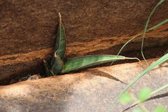 Sansevieria aethiopica