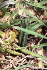 Sansevieria aethiopica