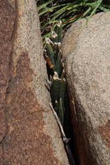 Sansevieria aethiopica
