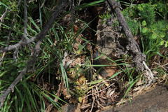 Sansevieria aethiopica