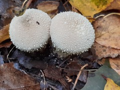 Lycoperdon perlatum