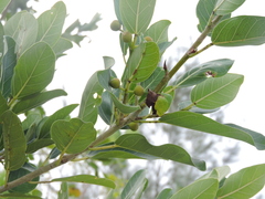 Ficus crassinervia