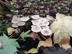 Mycena