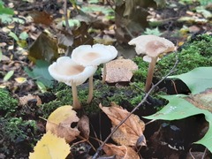 Mycena