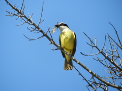 Pitangus sulphuratus