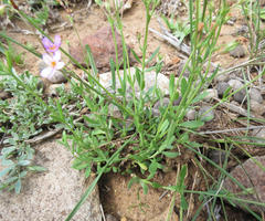 Chaenostoma halimifolium
