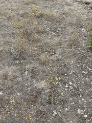 Lessingia pectinata pectinata