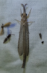 Scotoleon longipalpis