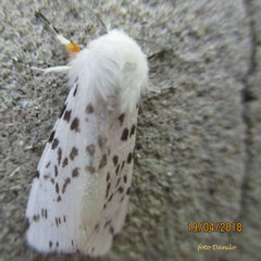 Spilosoma lubricipeda