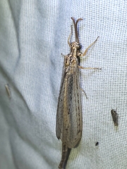 Scotoleon longipalpis