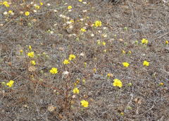 Lessingia pectinata pectinata