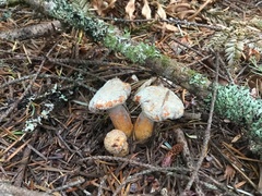 Chroogomphus tomentosus