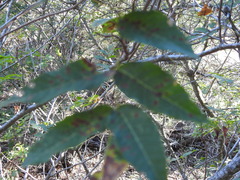 Aesculus pavia flavescens
