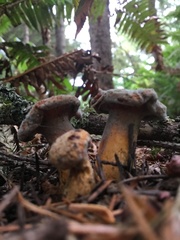 Chroogomphus tomentosus