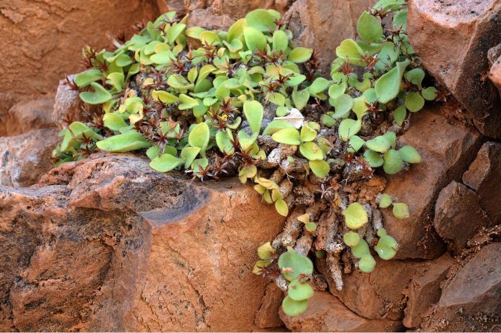 Tylecodon longipes