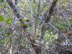 Aesculus pavia flavescens