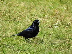 Molothrus bonariensis