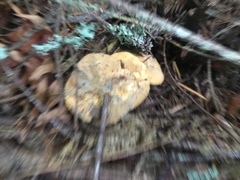 Chroogomphus tomentosus