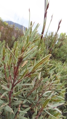 Grubbia tomentosa