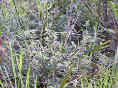 Olearia myrsinoides