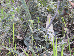 Olearia myrsinoides