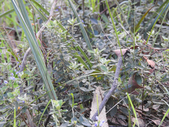 Olearia myrsinoides