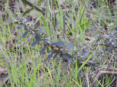 Olearia myrsinoides