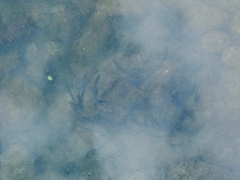 Actinopterygii