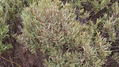 Grubbia tomentosa