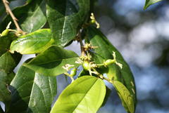 Celtis mildbraedii