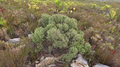 Grubbia tomentosa