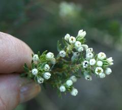 Phylica axillaris maritima
