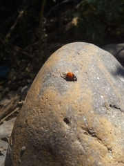 Adalia deficiens