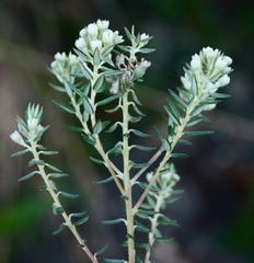 Phylica axillaris maritima