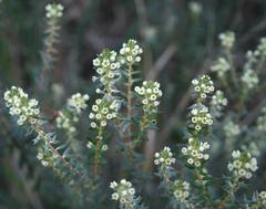 Phylica axillaris maritima