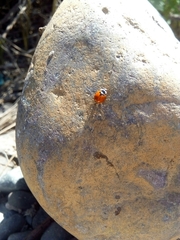 Adalia deficiens