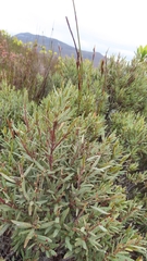Grubbia tomentosa