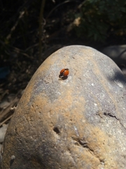 Adalia deficiens