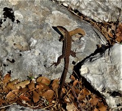 Podarcis ionicus