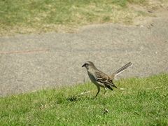Mimus saturninus