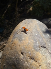 Adalia deficiens