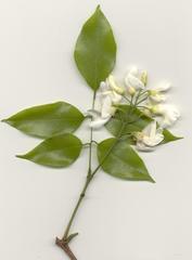 Craibia zimmermannii