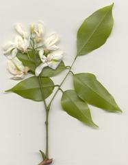 Craibia zimmermannii