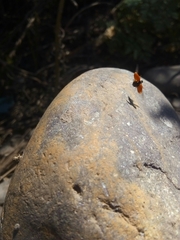 Adalia deficiens