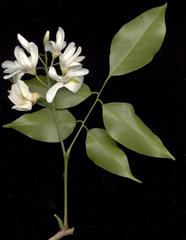 Craibia zimmermannii