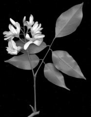 Craibia zimmermannii